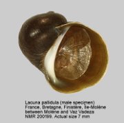 Lacuna pallidula (2)